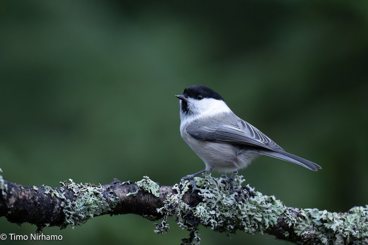 Пухляк - ML647272558