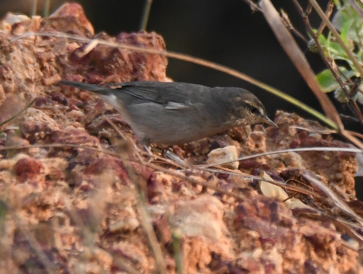 Dusky Warbler - ML647272565