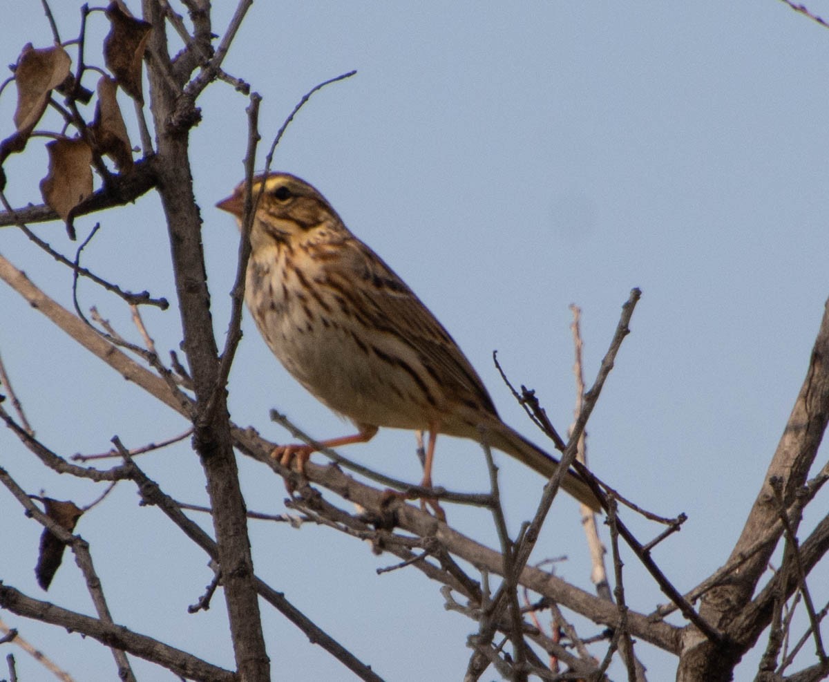 Пасовник савановий - ML647272574