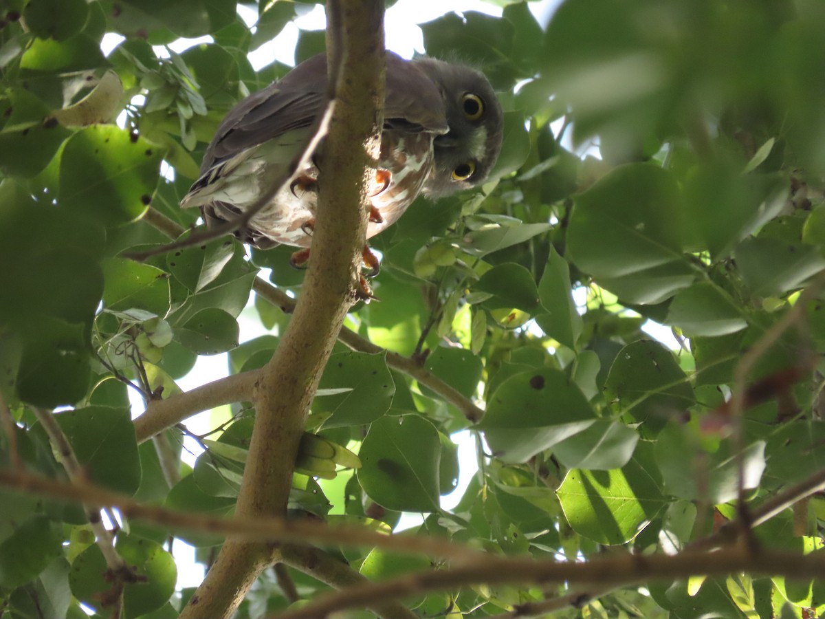 Brown Boobook - ML647272575
