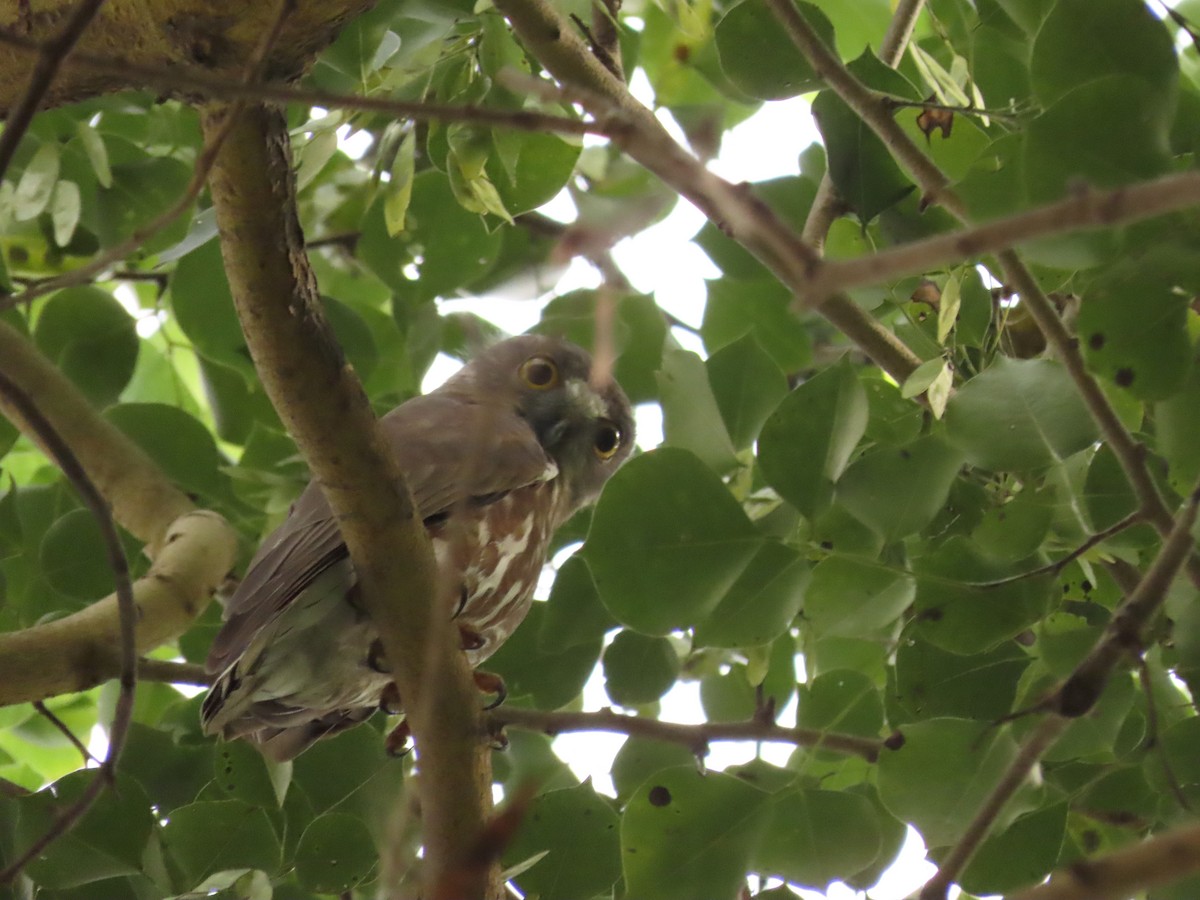 Brown Boobook - ML647272576