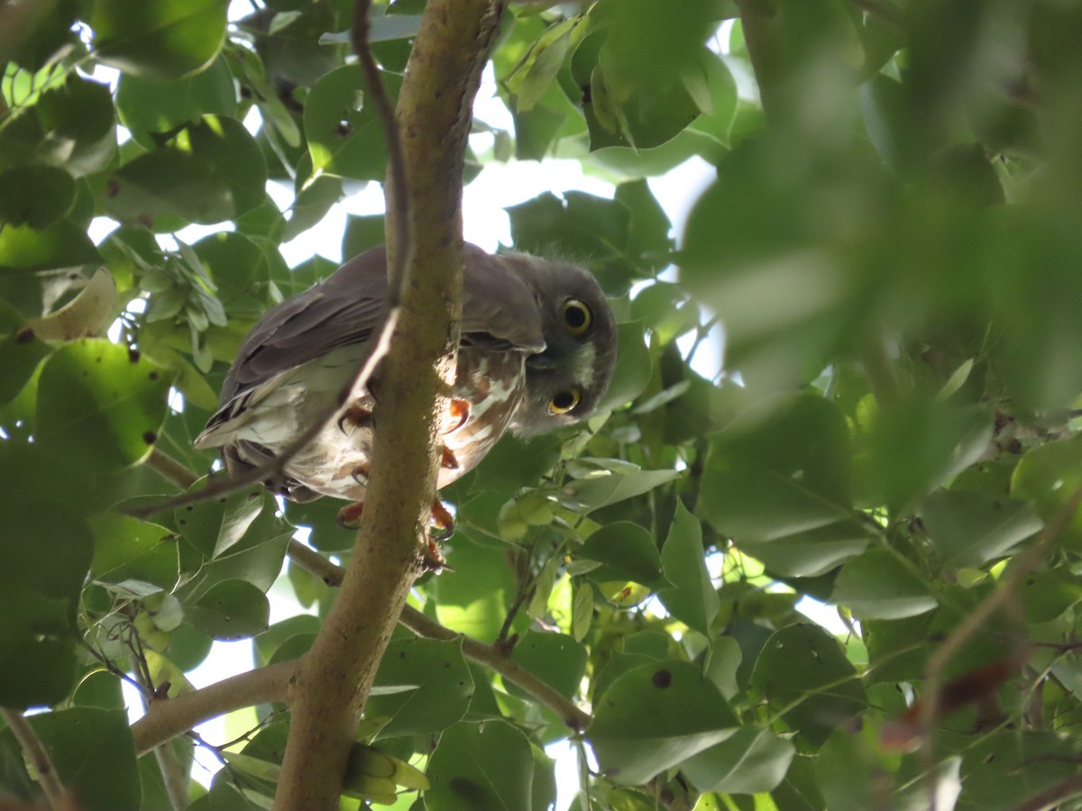 Brown Boobook - ML647272577