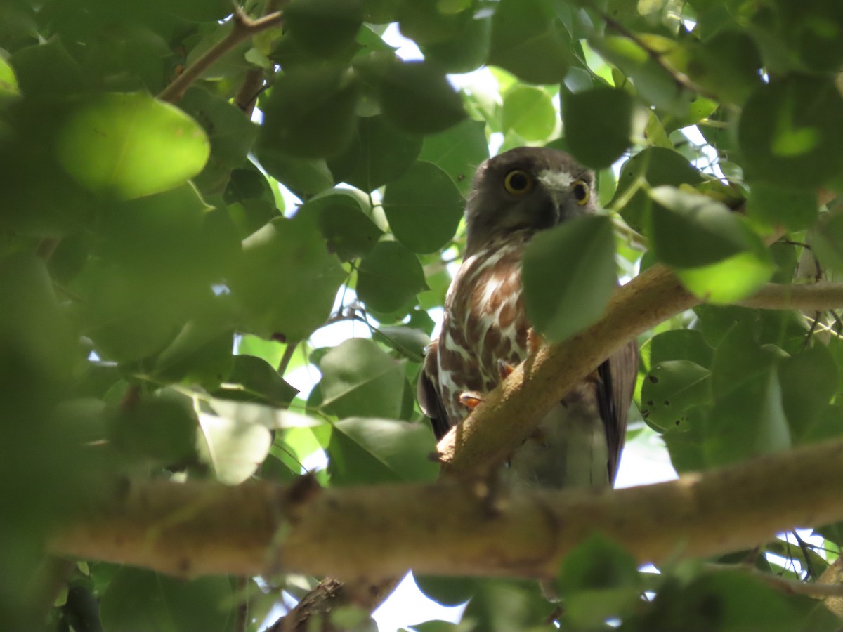 Brown Boobook - ML647272578