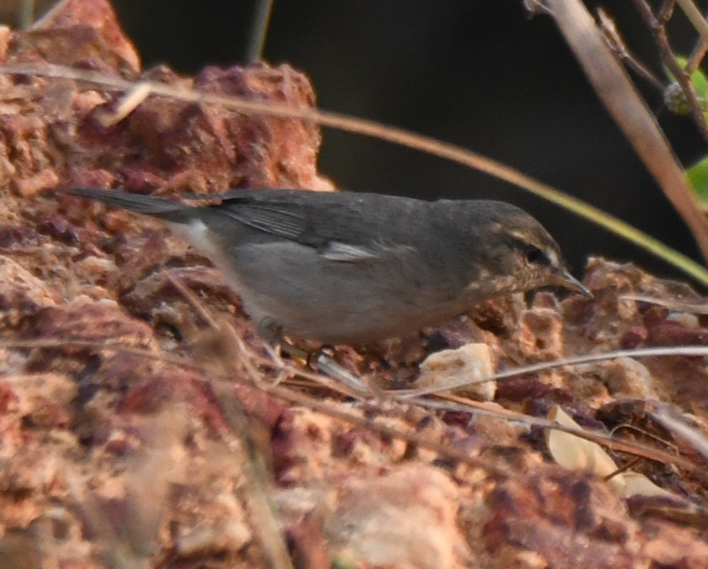 Dusky Warbler - ML647272585