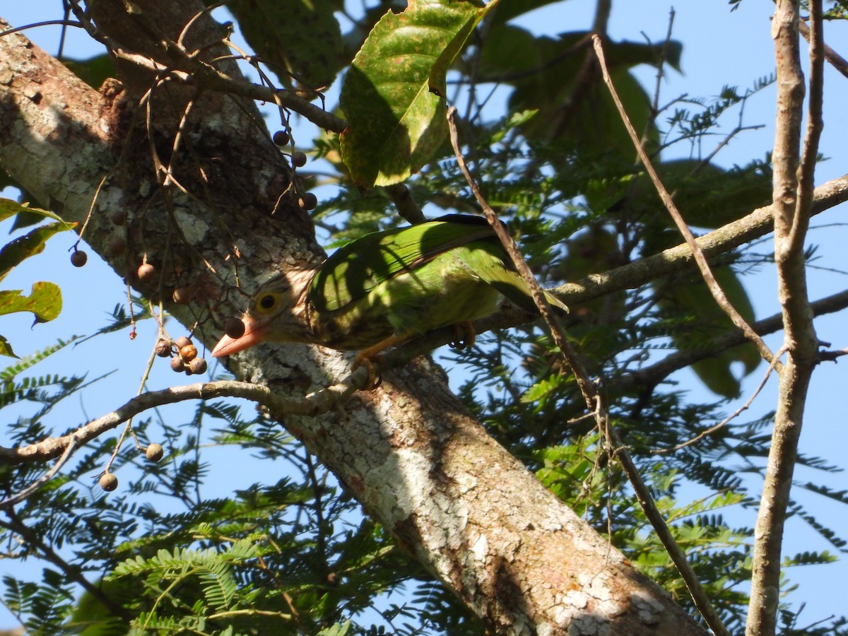 シロボシオオゴシキドリ - ML647272586