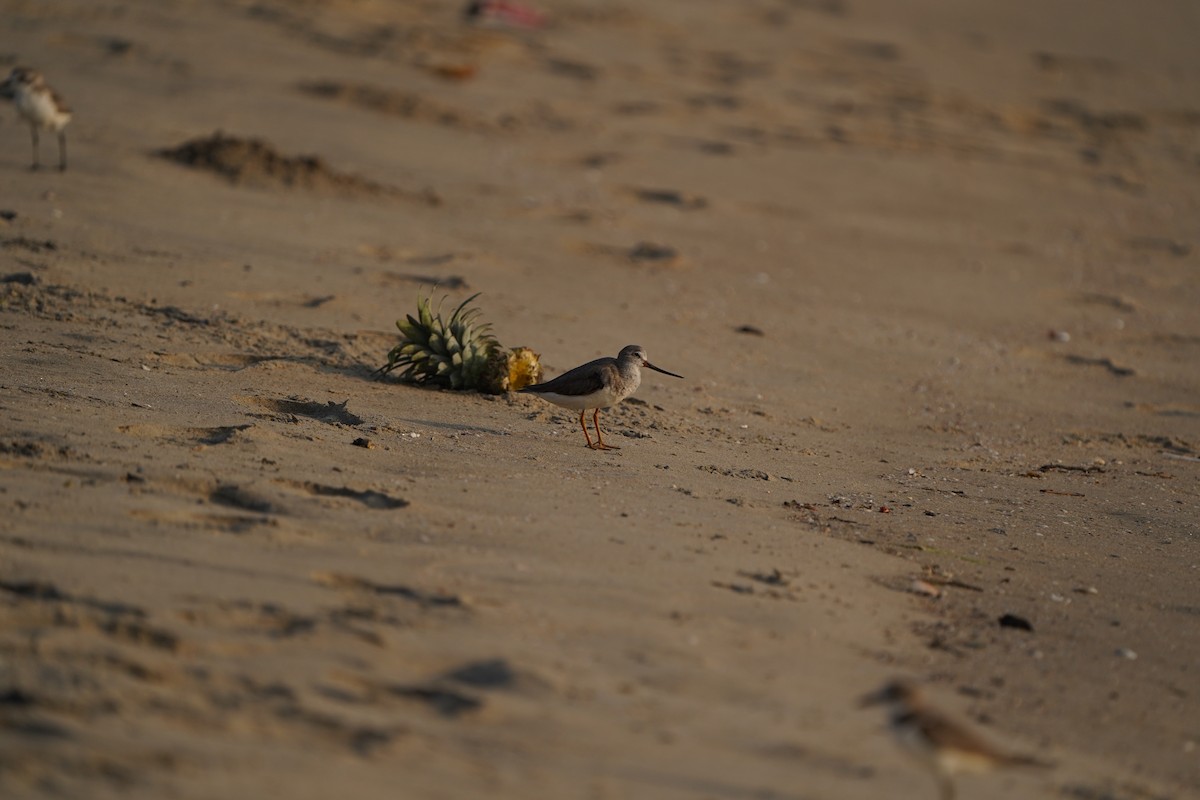 ソリハシシギ - ML647272589