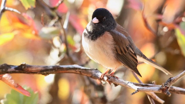 Юнко сірий - ML647272590
