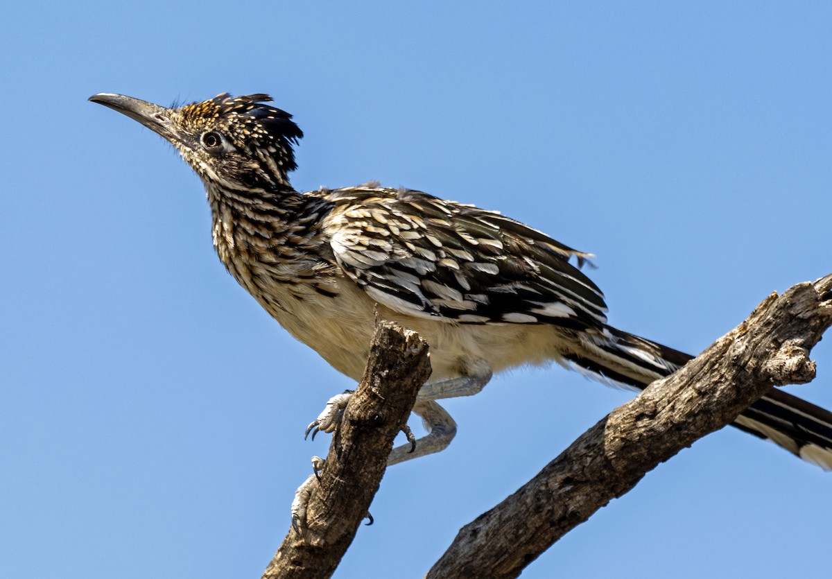 Greater Roadrunner - ML647272595