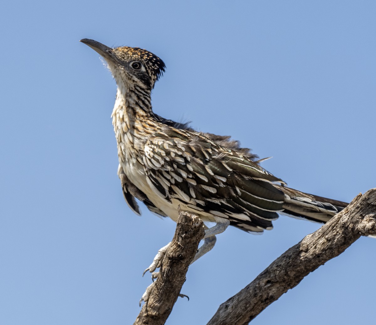 Greater Roadrunner - ML647272596