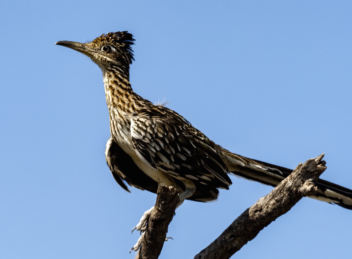 Greater Roadrunner - ML647272597