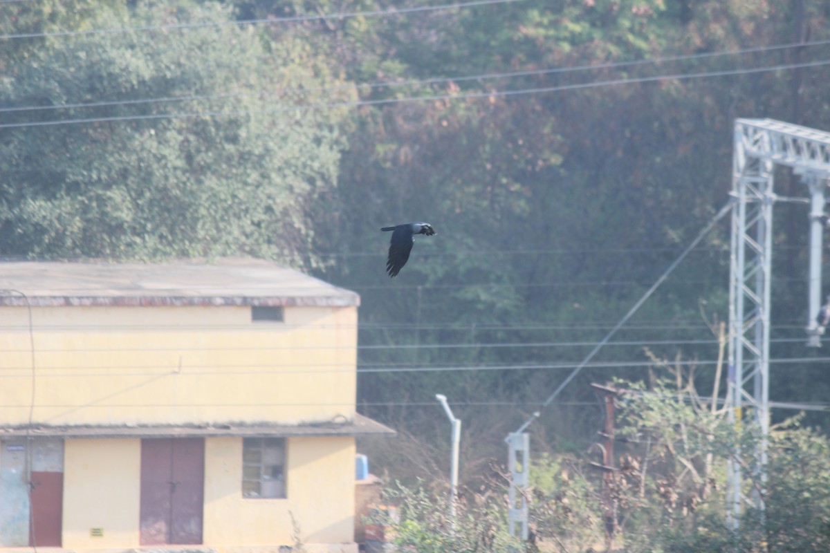 Ворона індійська - ML647272599