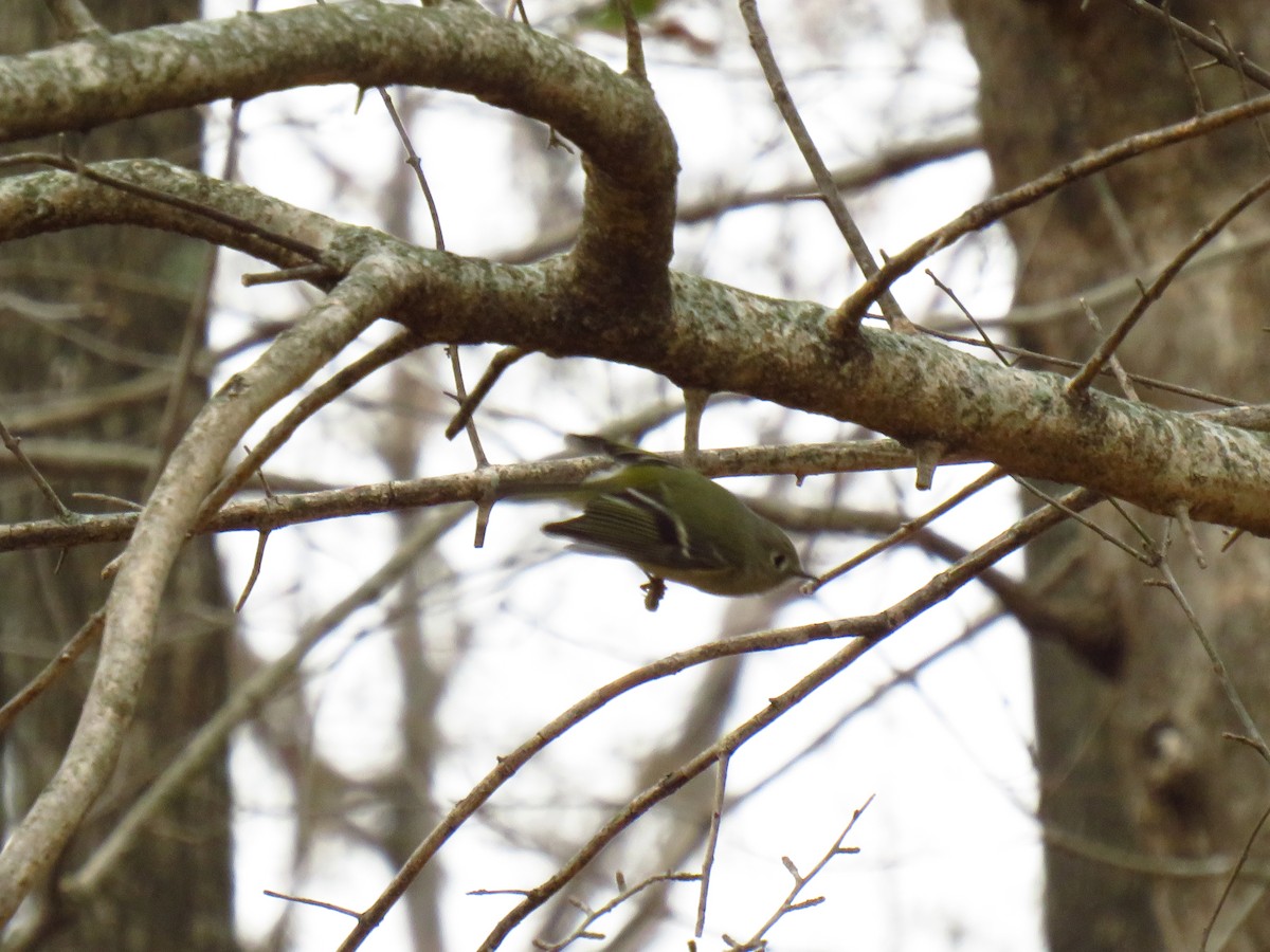 Ruby-crowned Kinglet - ML647272600