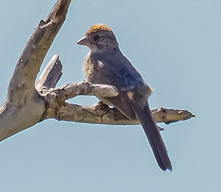 Canyon Towhee - ML647272601