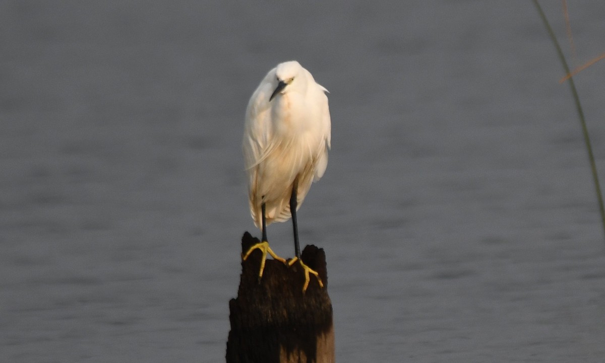 Little Egret - ML647272604
