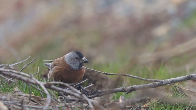 Катуньчик сивоголовий (підвид littoralis) - ML647272609