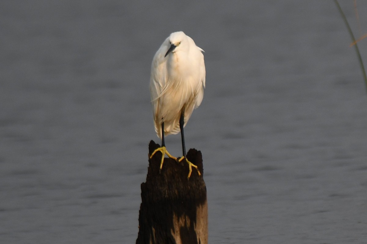 Little Egret - ML647272610