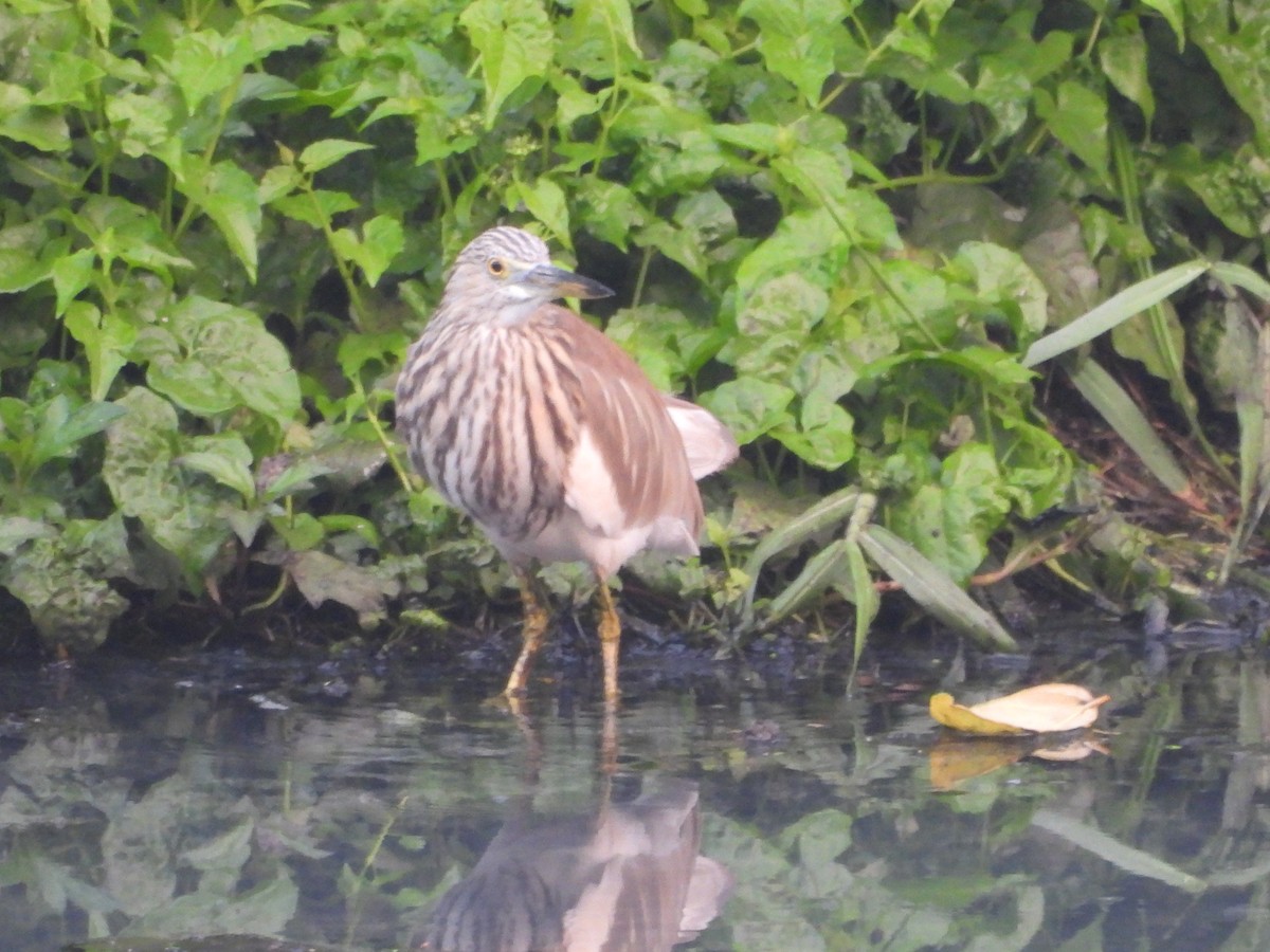 Garcilla India - ML647272620