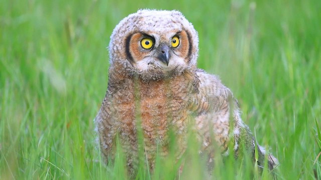 Пугач віргінський - ML647272624