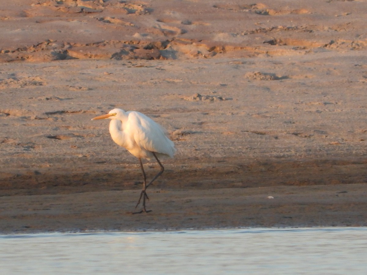 Garceta Grande - ML647272631