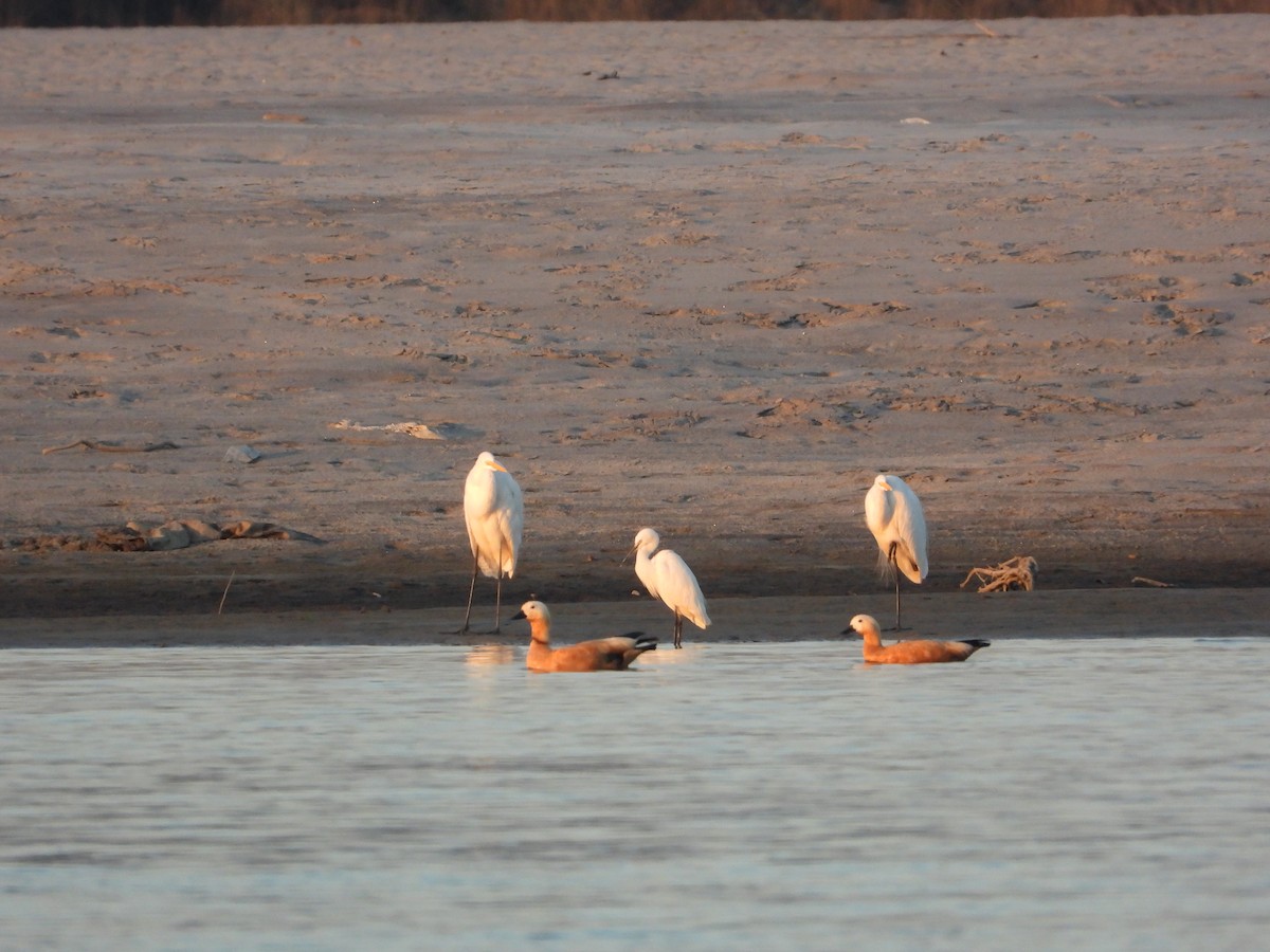 Garceta Grande - ML647272632