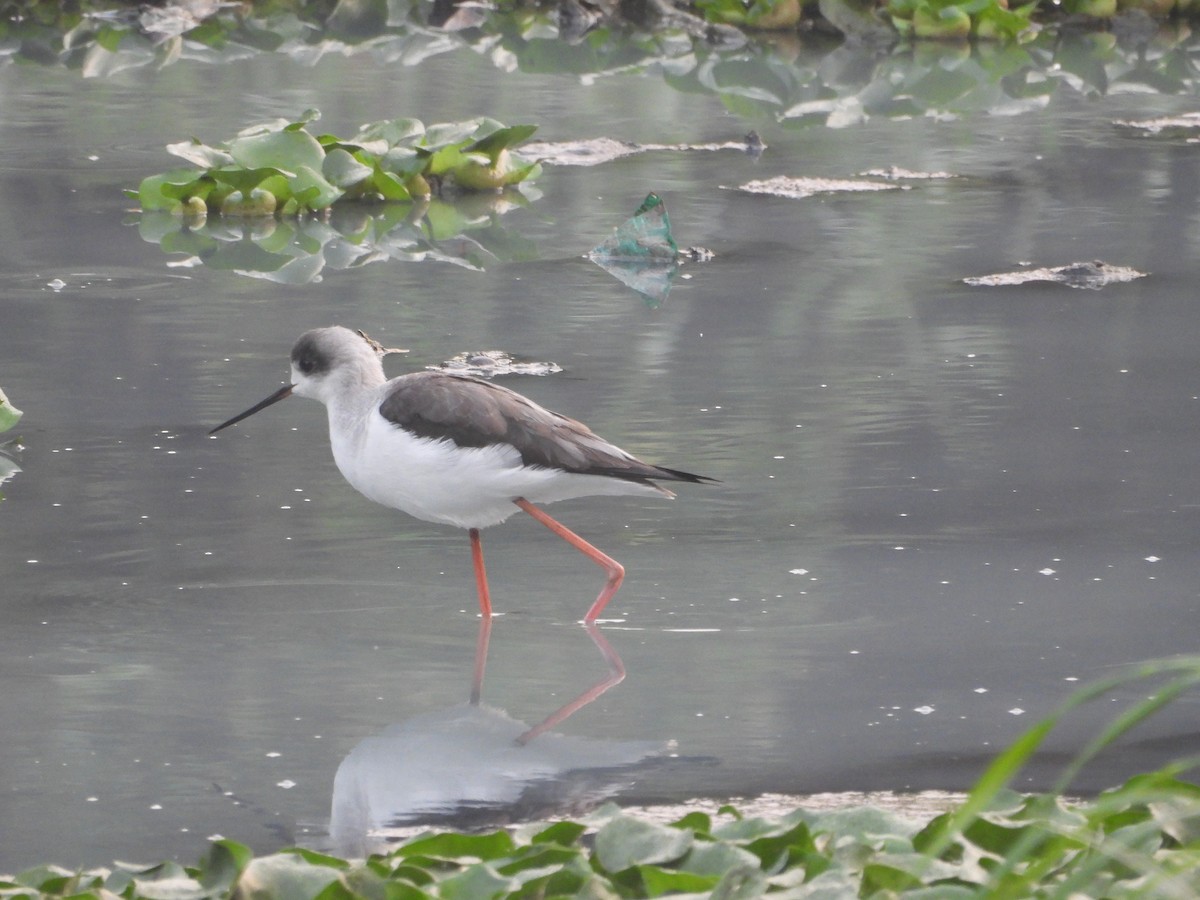 Black-winged Stilt - ML647272650