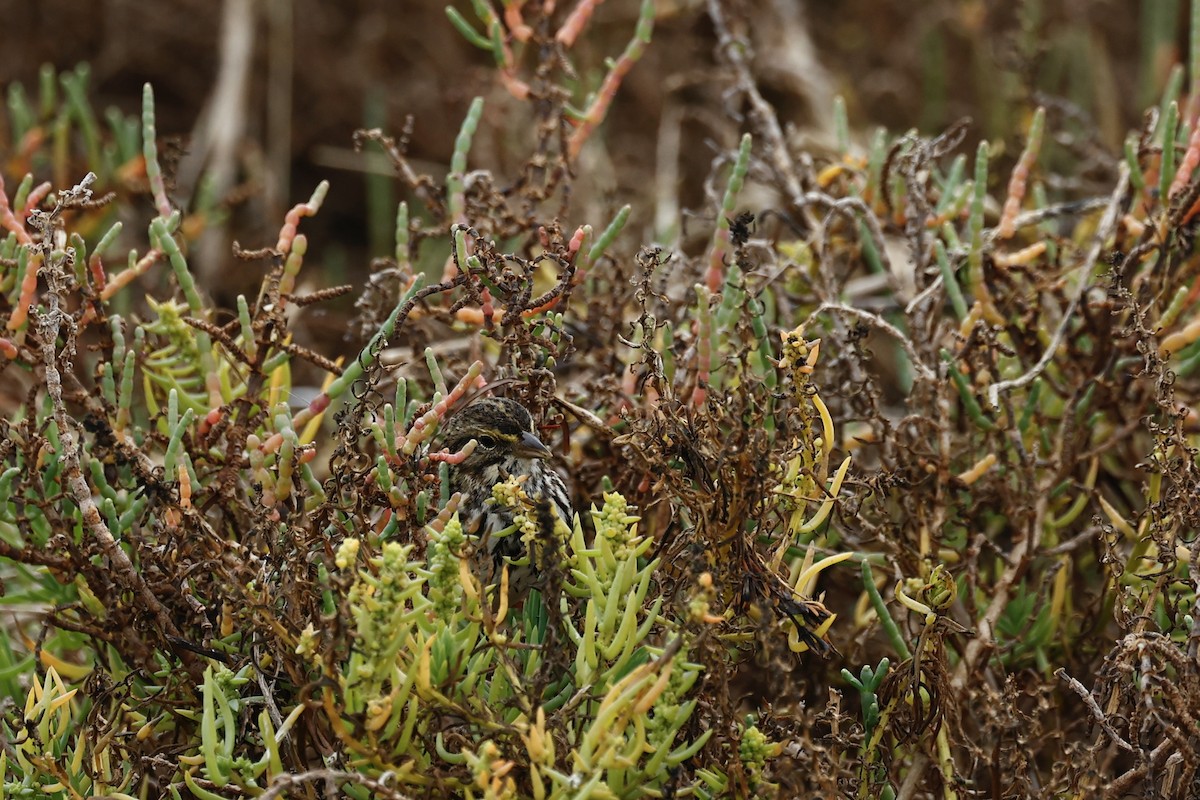 Пасовник савановий [група guttatus] - ML647272654