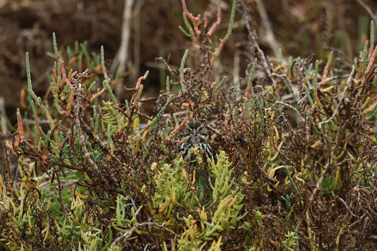 Пасовник савановий [група guttatus] - ML647272655