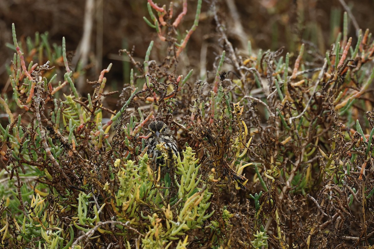 Пасовник савановий [група guttatus] - ML647272656
