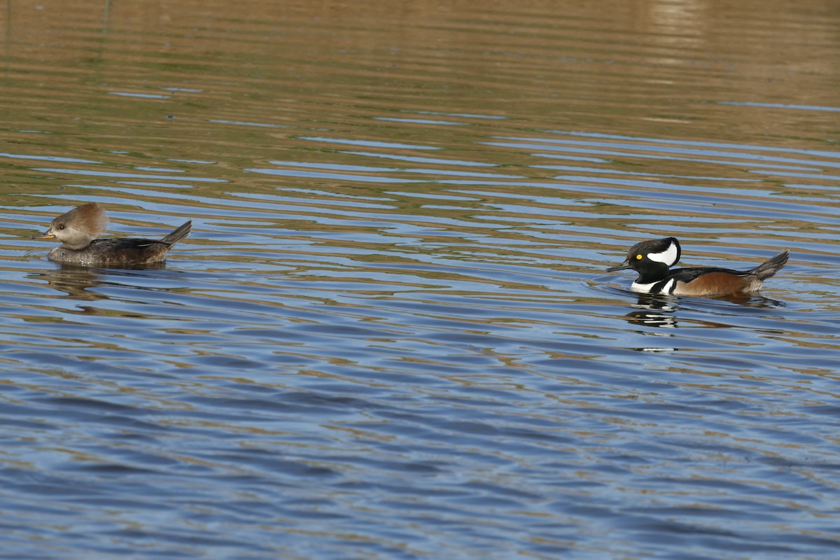Hooded Merganser - ML647272671