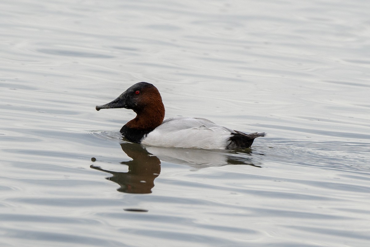 Canvasback - ML647272673