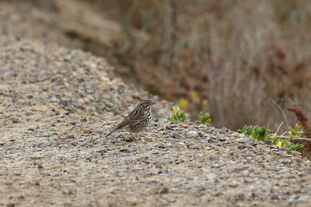 Пасовник савановий [група guttatus] - ML647272677