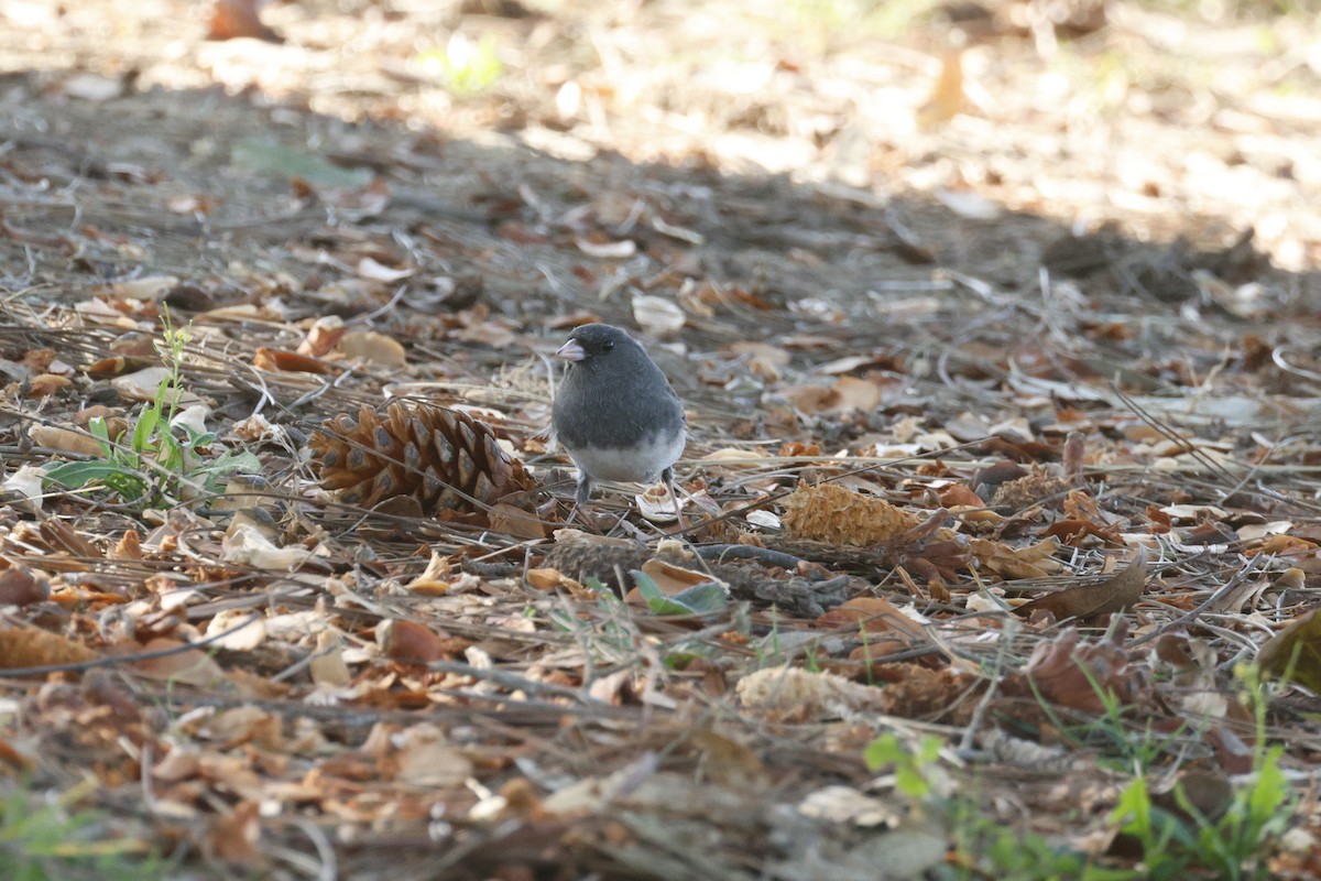 Dark-eyed Junco (Slate-colored) - ML647272678