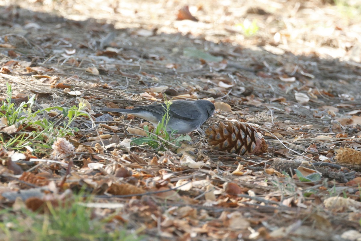 Dark-eyed Junco (Slate-colored) - ML647272679