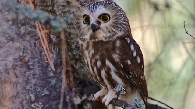 Сич північний (підвид acadicus) - ML647272688