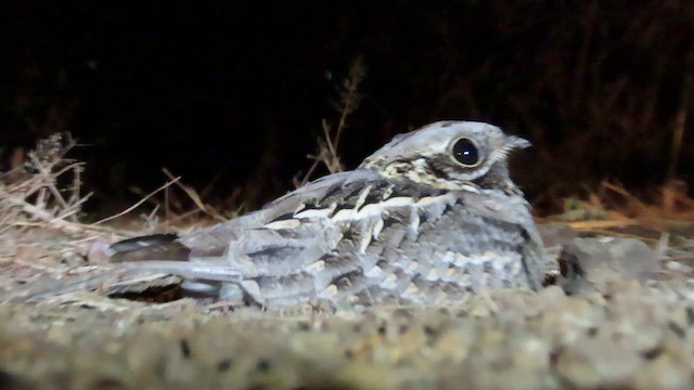 Дрімлюга індійський - ML647272690