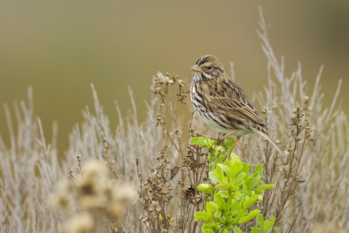 Пасовник савановий - ML647272693