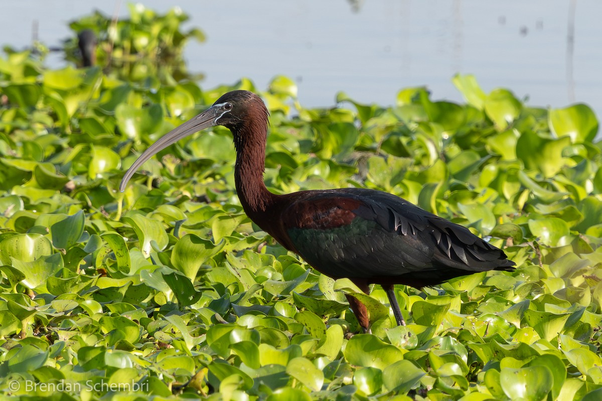 Glossy Ibis - ML647272699