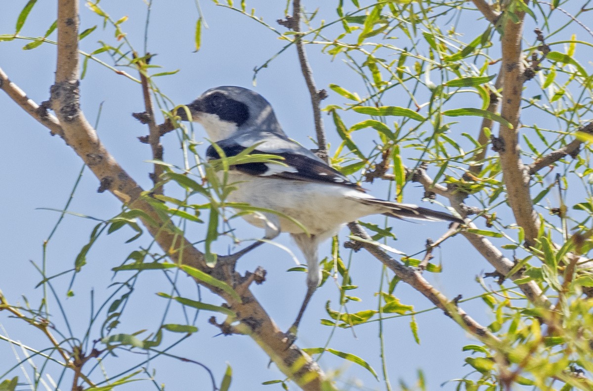 Loggerhead Shrike - ML647272700