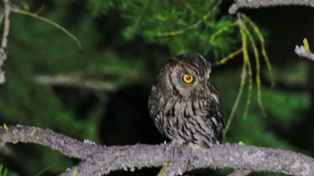 Сплюшка західна [група kennicottii] - ML647272701