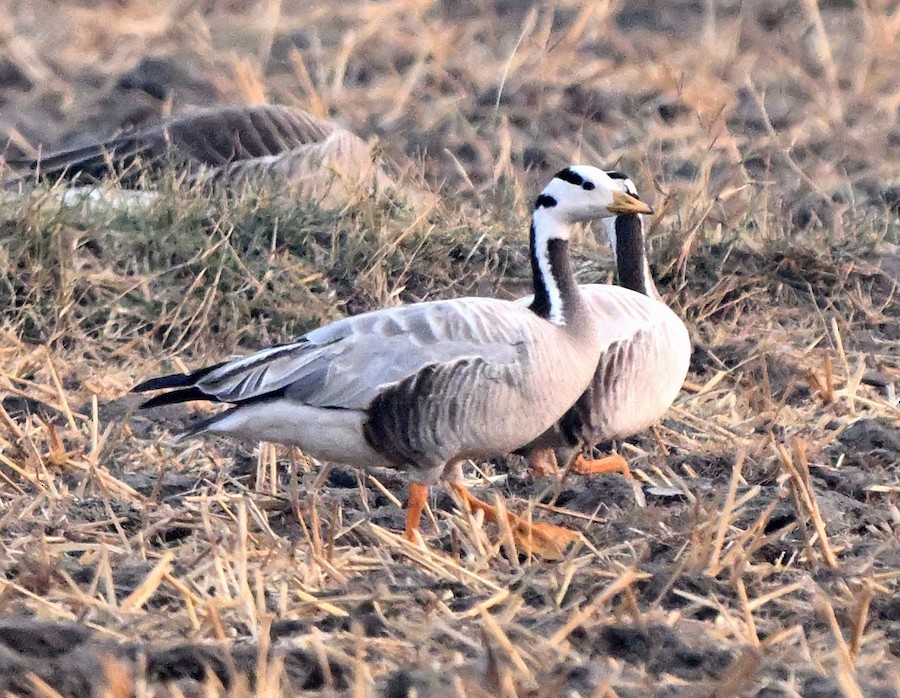 Гуска гірська - ML647272703