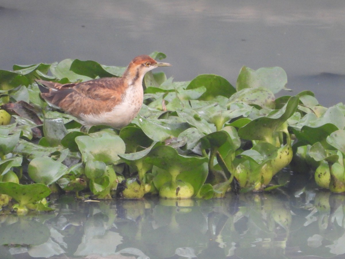 Jacana à longue queue - ML647272707