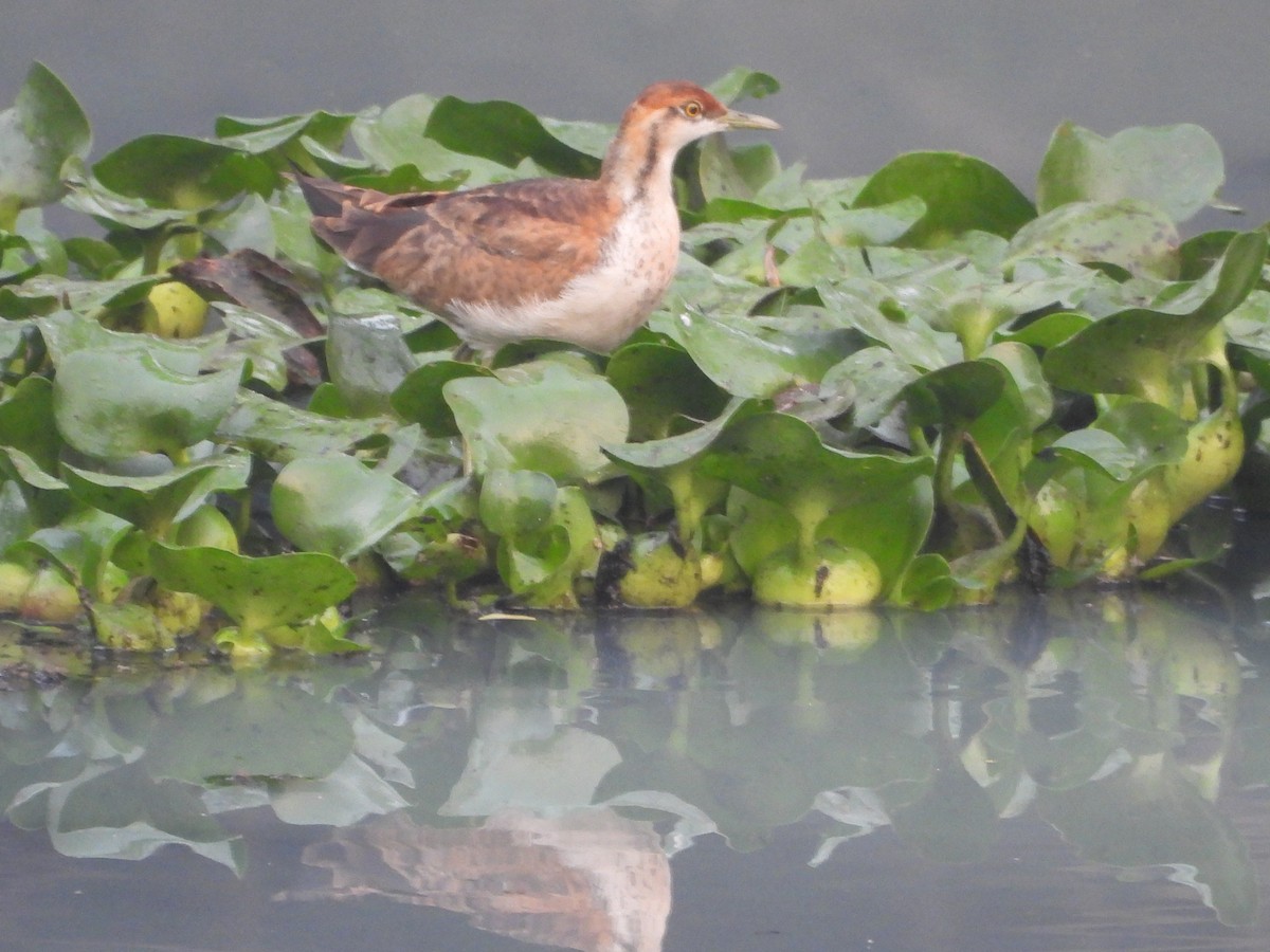 Jacana à longue queue - ML647272708