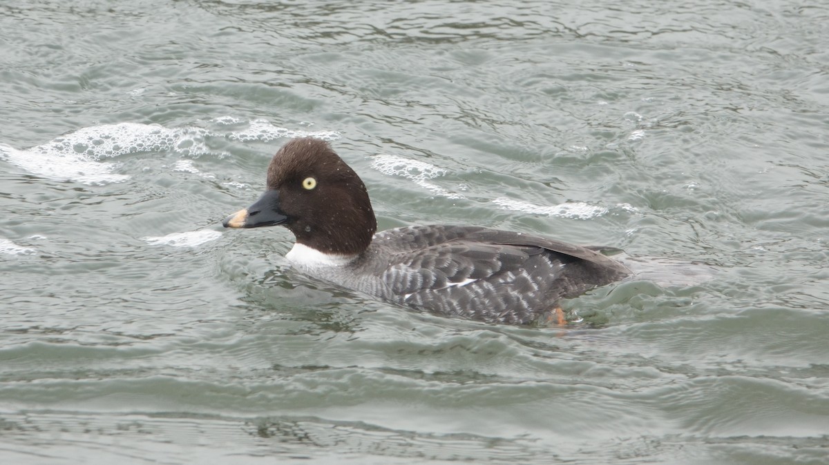 Common Goldeneye - ML647272709