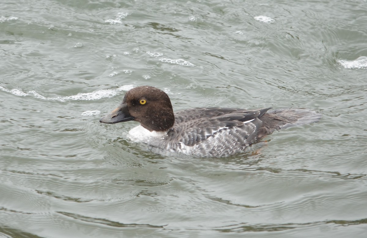 Common Goldeneye - ML647272711