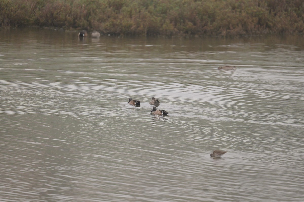 Blue-winged Teal - ML647272713