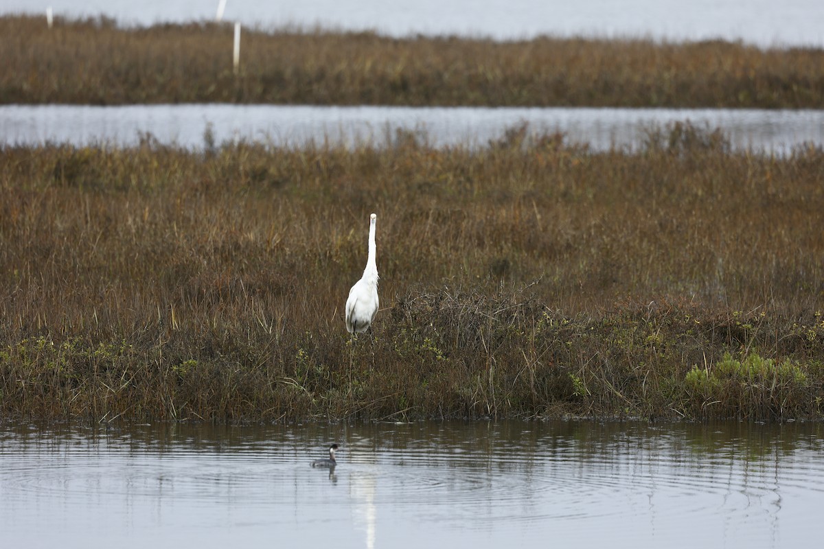 Garceta Grande - ML647272714