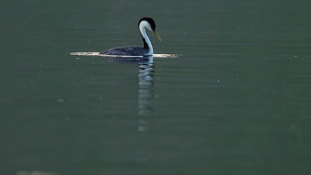 Пірникоза західна - ML647272727