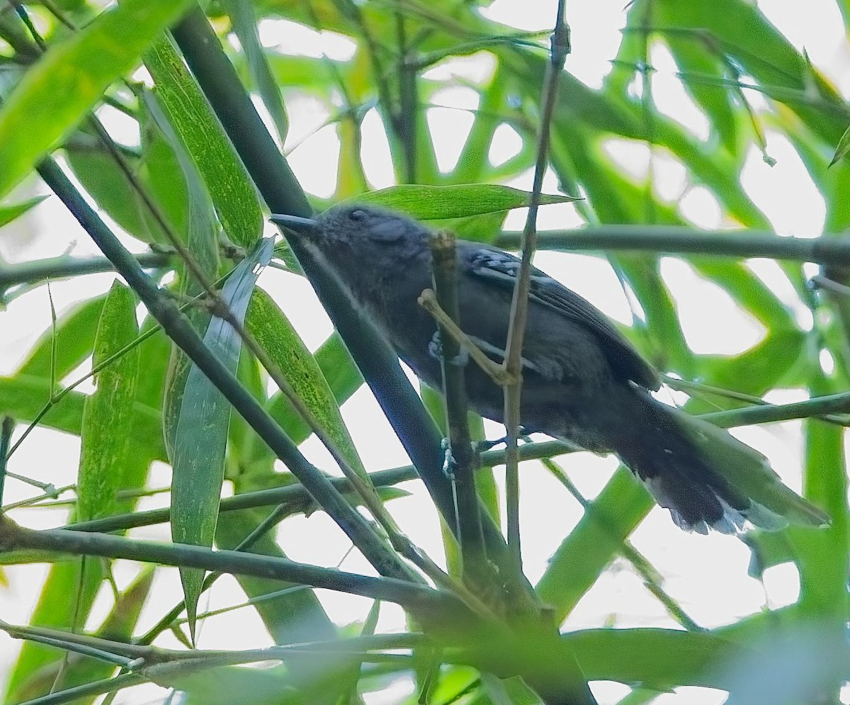 Rio de Janeiro Antbird - ML647272741