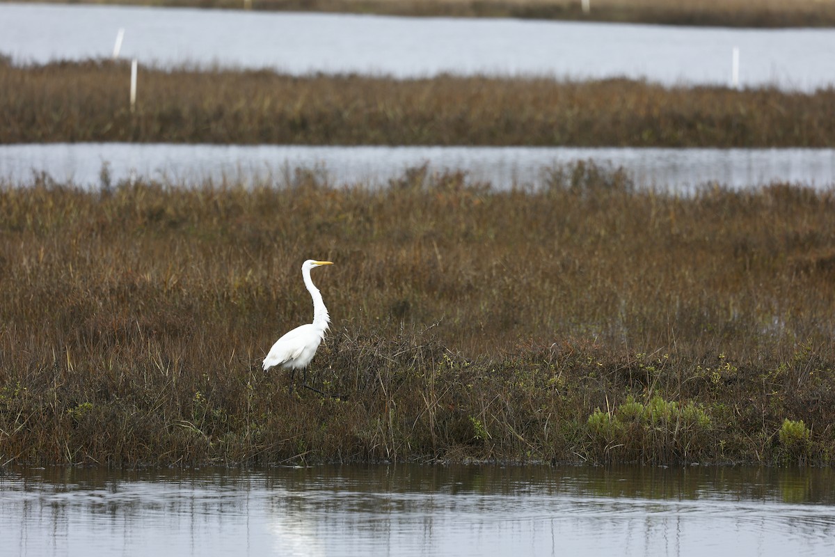 Garceta Grande - ML647272745