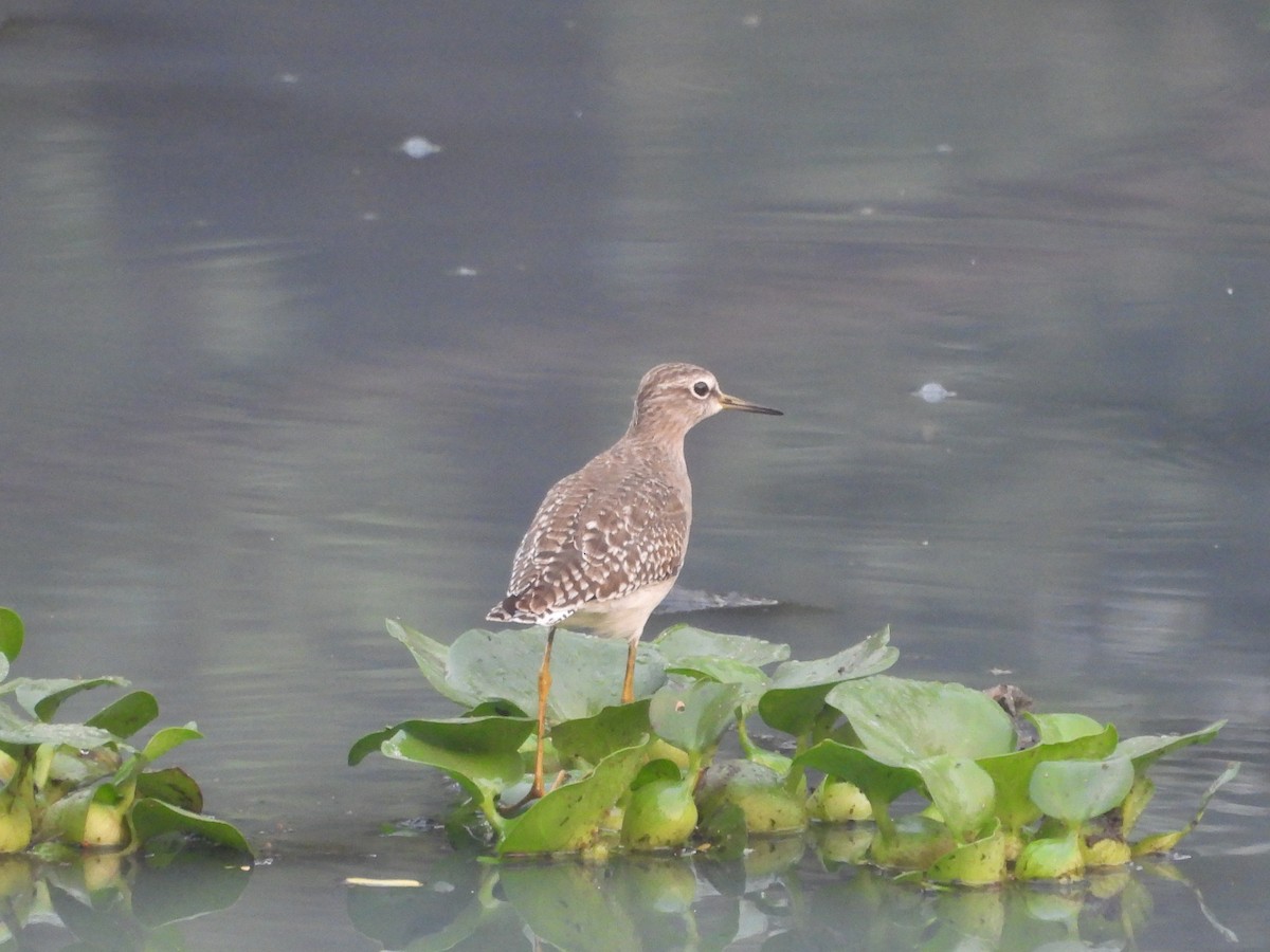 タカブシギ - ML647272759